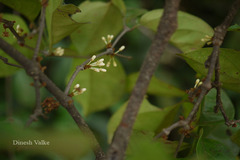 Aspidopterys canarensis
